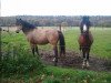 stallion Mannix (Welsh-Pony (Section B), 2008, from Samorens Mark)