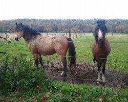 Deckhengst Mannix (Welsh Pony (Sek.B), 2008, von Samorens Mark)