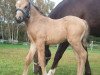 stallion Marley 20 (German Riding Pony, 2011, from Mannix)