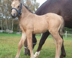 stallion Marley 20 (German Riding Pony, 2011, from Mannix)