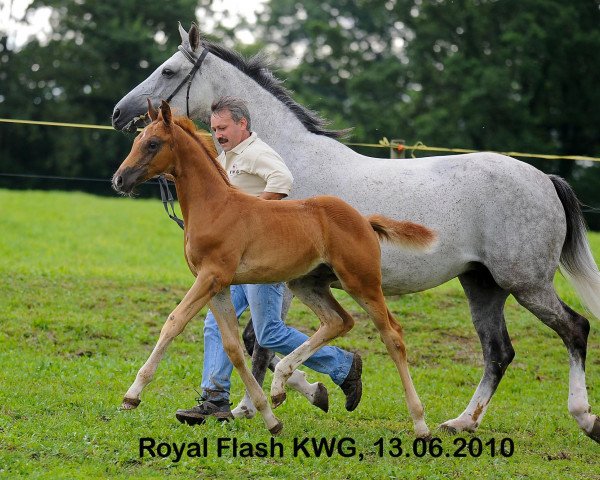 Springpferd Royal Flash KWG (Schweizer Warmblut, 2010, von Raccato KWG)