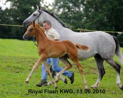 Springpferd Royal Flash KWG (Schweizer Warmblut, 2010, von Raccato KWG)