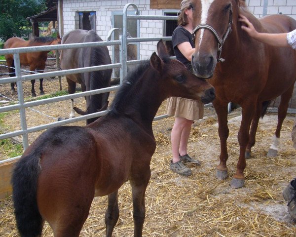 broodmare Felica de Lully CH (Swiss Warmblood,  , from Gauguin de Lully)