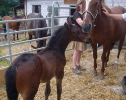 Zuchtstute Felica de Lully CH (Schweizer Warmblut,  , von Gauguin de Lully)