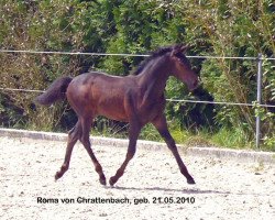 Zuchtstute Roma vom Chrattenbach (Schweizer Warmblut, 2010, von Raccato KWG)