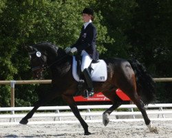 stallion Pionier's Casper (Nederlands Welsh Ridepony, 1987, from Downland Folklore)