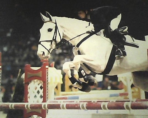 Pferd Gottfried L (Bayer, 1988, von Godehard)
