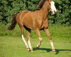 Springpferd Liberty 207 (Deutsches Reitpony, 1995, von Lord)