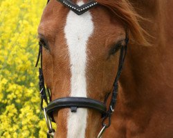 broodmare Fabienne (Oldenburg show jumper, 2002, from Landgold)