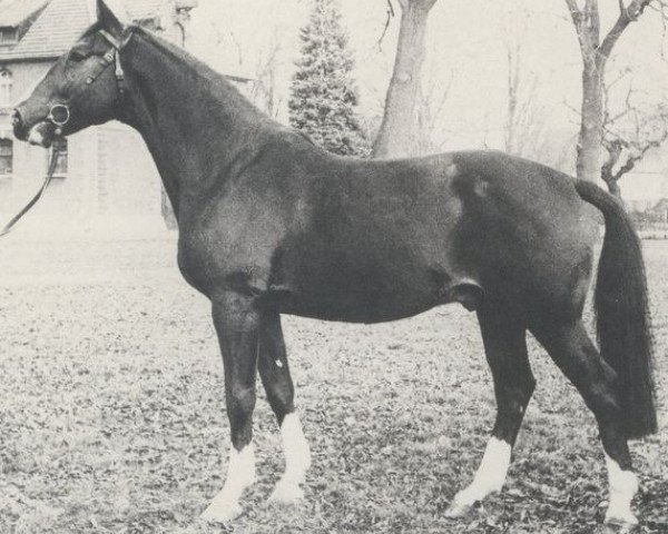 stallion Luckner (Hanoverian, 1966, from Lugano I)