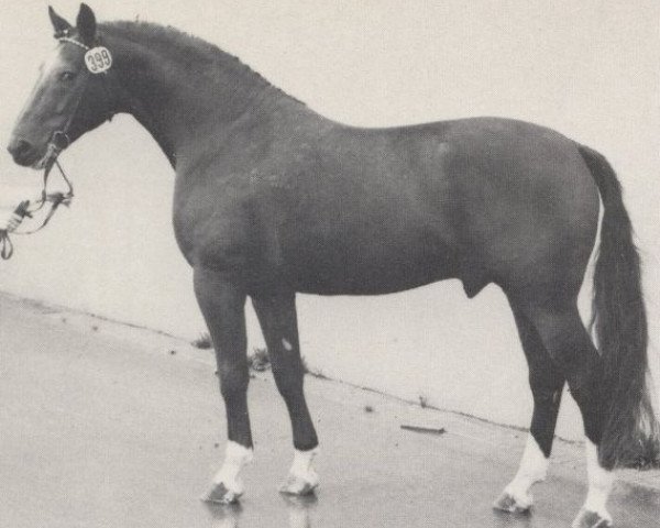 stallion Pontius (Westphalian, 1974, from Pilatus)