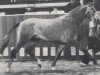 stallion Pont Du Gard (Westphalian, 1983, from Pontius)