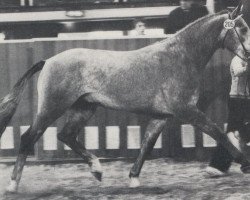 stallion Pont Du Gard (Westphalian, 1983, from Pontius)