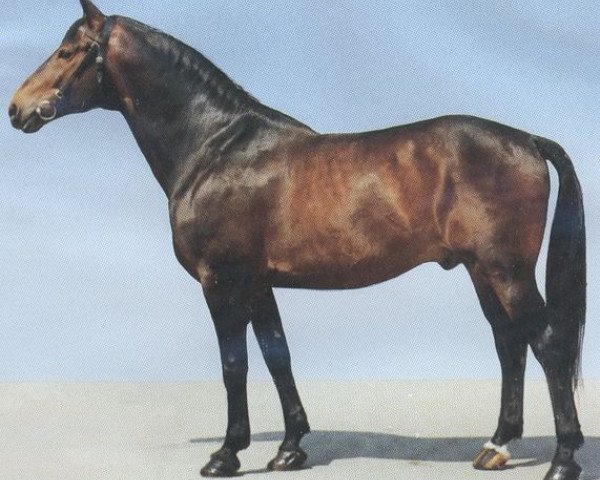 stallion Helmut (Württemberger, 1968, from Herzbube)