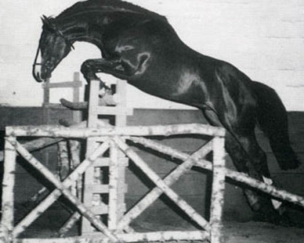 stallion Oracle AA (Anglo-Arabs, 1969, from Nithard AA)