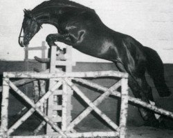 stallion Oracle AA (Anglo-Arabs, 1969, from Nithard AA)