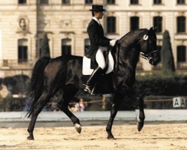 stallion Libero (Holsteiner, 1979, from Lido)