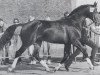stallion Leonardo (Hanoverian, 1980, from Lungau)
