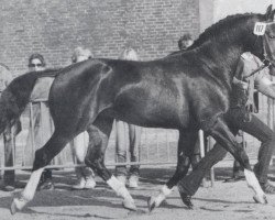 stallion Leonardo (Hanoverian, 1980, from Lungau)