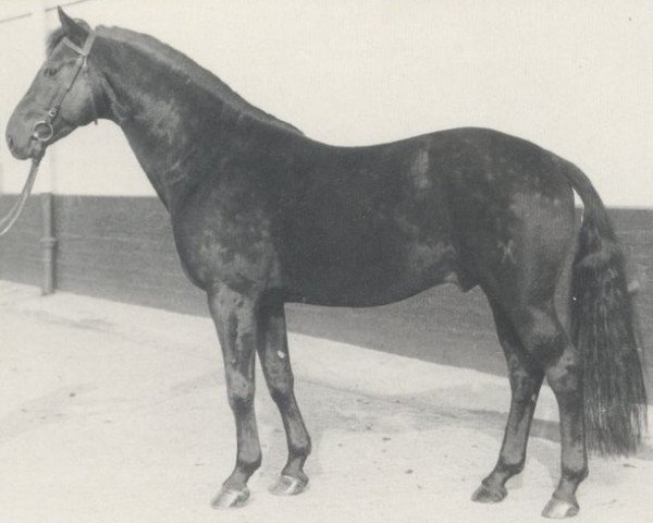 stallion Parsival (Hanoverian, 1972, from Perser xx)