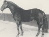 stallion Parsival (Hanoverian, 1972, from Perser xx)