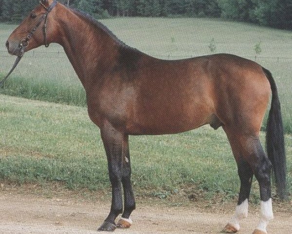 stallion Allegro (Württemberger, 1985, from Adriano)