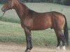 stallion Allegro (Württemberger, 1985, from Adriano)