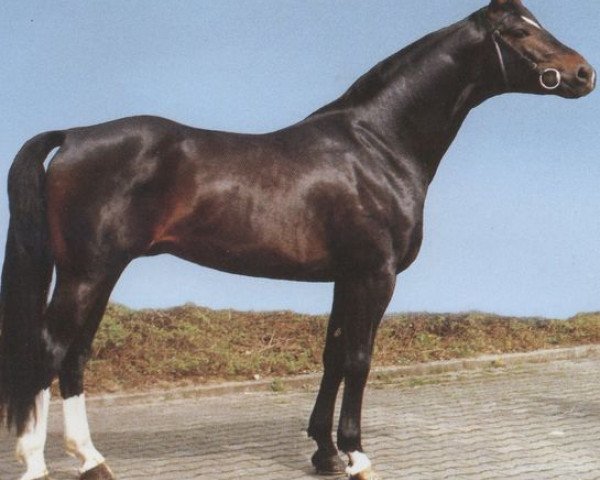 stallion Palisador (Westphalian, 1979, from Palisander)