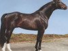 stallion Palisador (Westphalian, 1979, from Palisander)
