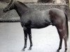 stallion Appiani II xx (Thoroughbred, 1963, from Herbager xx)