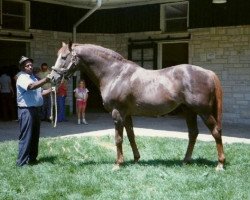 stallion Prince John xx (Thoroughbred, 1953, from Princequillo xx)