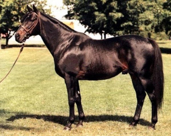 stallion Riverman xx (Thoroughbred, 1969, from Never Bend xx)
