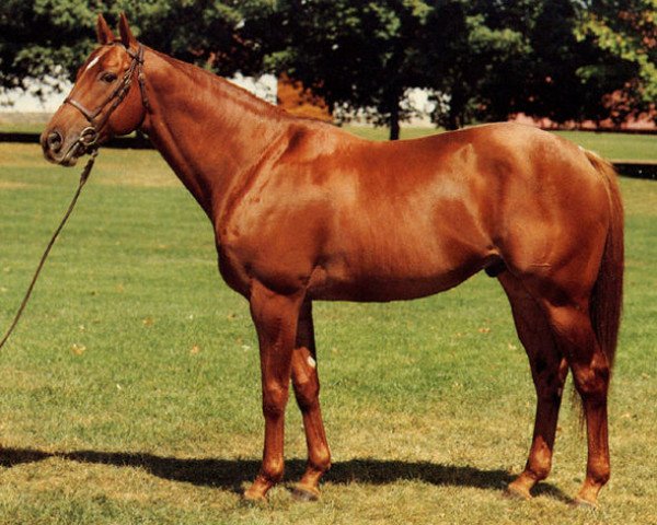 stallion Irish River xx (Thoroughbred, 1976, from Riverman xx)