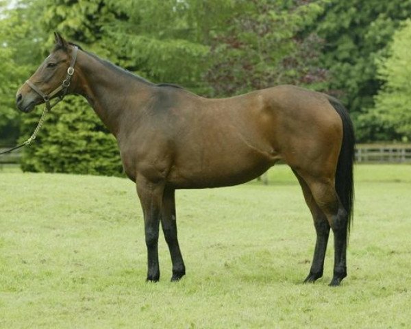 broodmare River Dancer xx (Thoroughbred, 1983, from Irish River xx)