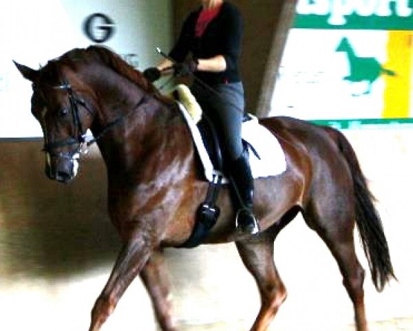 dressage horse Rocky (Westphalian, 2001, from Rilke)