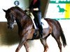 dressage horse Rocky (Westphalian, 2001, from Rilke)