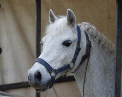 Pferd Dalentino (Dänisches Reitpony, 1988)