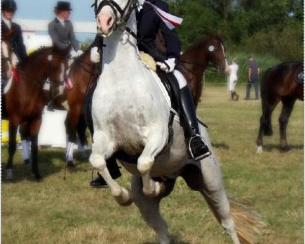 horse Mikado 230 (German Riding Pony, 1994, from Magareteau Beau Nash GH)