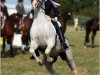 horse Mikado 230 (German Riding Pony, 1994, from Magareteau Beau Nash GH)