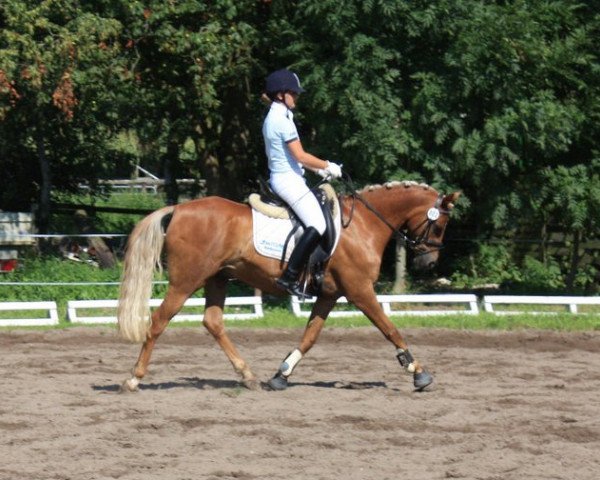 horse Adolino 2 (German Riding Pony, 2000, from Argon)