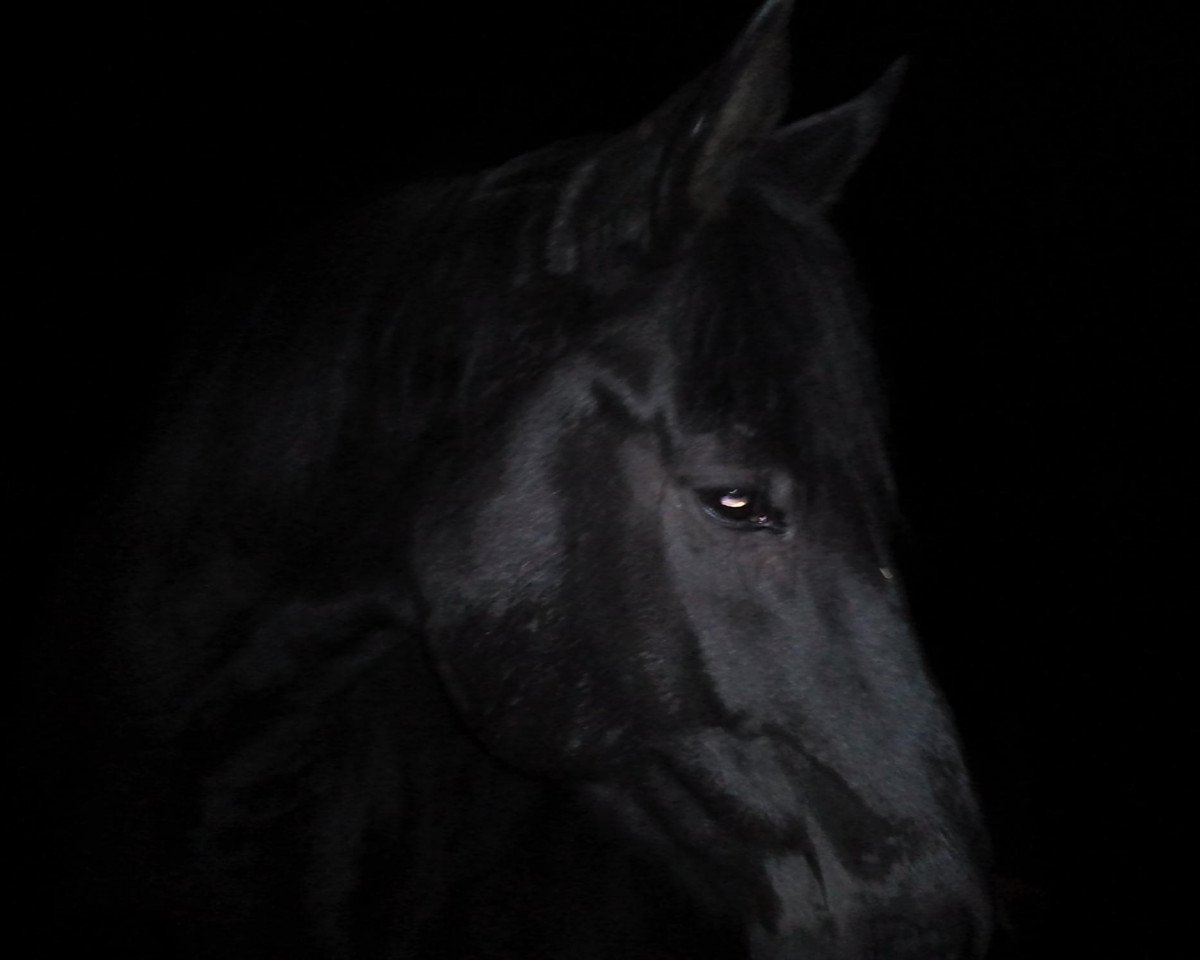 horse Flachs (Hanoverian, 2004, from Feininger)