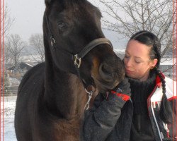 Springpferd Lambada (Bayer, 2008, von Cantando)