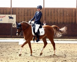 dressage horse RM Dance la Vela (German Riding Pony, 2013, from Dreidimensional AT NRW)