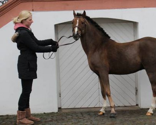 stallion Mexico-S (Welsh-Pony (Section B), 2005, from Bünteeichen-Millennio)