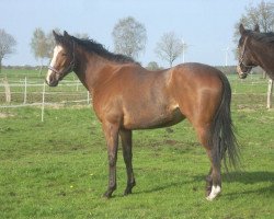 broodmare Another Wonder xx (Thoroughbred, 2008, from Ransom O'War xx)