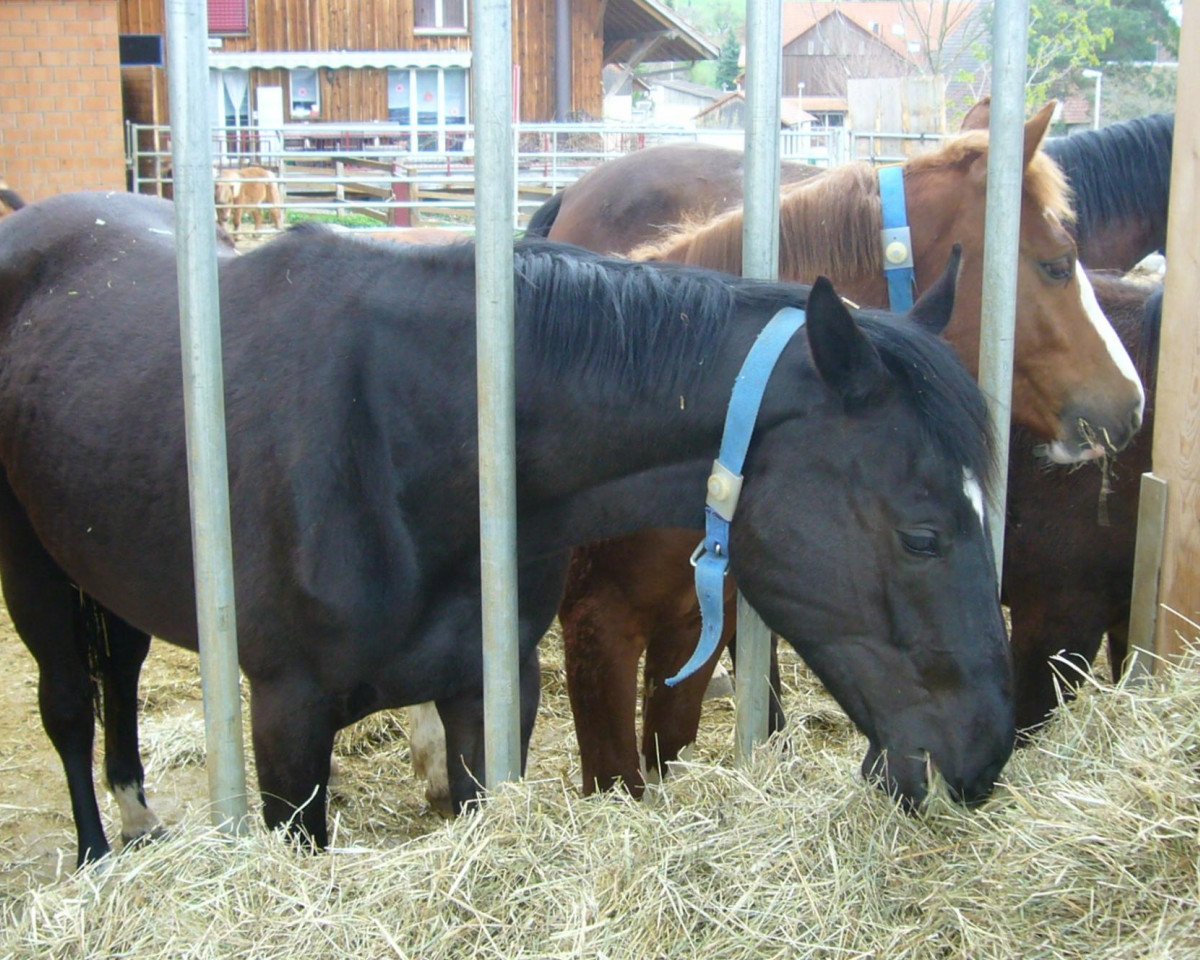 Zuchtstute Reva Lee Awr CH (Schweizer Warmblut, 2010, von Raccato KWG)