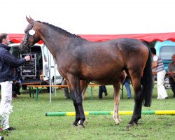 broodmare Fabiana (Oldenburg, 2004, from Stedinger)