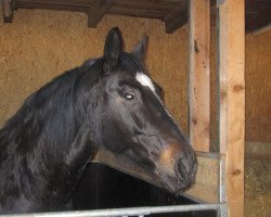 Pferd Sissi (Schweres Warmblut, 1999, von Lordano)