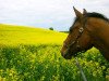 horse Limbo Dance (Hanoverian, 1993, from Latent)