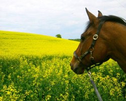 horse Limbo Dance (Hanoverian, 1993, from Latent)